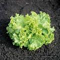 Chenopodium oleraceum,obione stocksii,spinacia,spinosa,moench